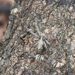 Tuberculated Crab Spider thumbnail 2