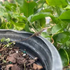 Brown Anole thumbnail 2