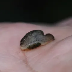 Keeled Jumping-slug thumbnail 2