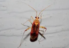 Phytocoris puella thumbnail 1