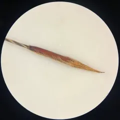 Western Porcupine Grass thumbnail 2