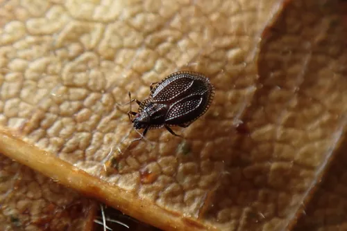 moss lacebug