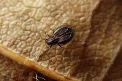 moss lacebug thumbnail 1