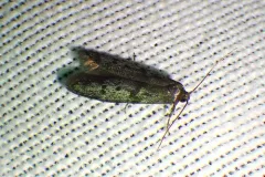 Hypatopa titanella thumbnail 3