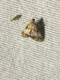 Dicymolomia metalliferalis thumbnail 2