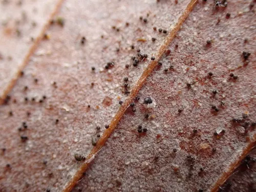 Phyllactinia orbicularis