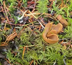 hare's ear thumbnail 2