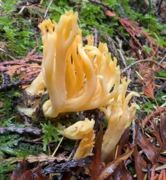 meadow coral fungus thumbnail 2