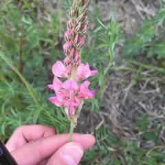 Sainfoin thumbnail 1