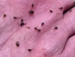 big-leaf sedge thumbnail 1