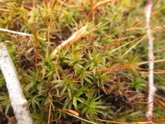 Wavy Starburst Moss thumbnail 1