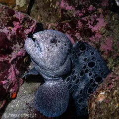 Wolf Eel thumbnail 1