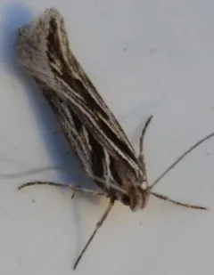 Prolita recens thumbnail 1