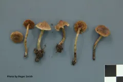 Cortinarius impolitus thumbnail 3