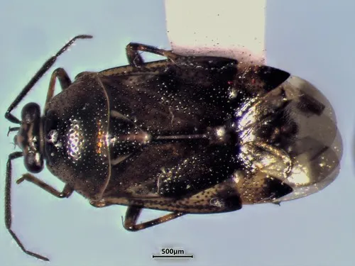 Deraeocoris nubilus