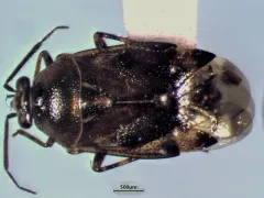 Deraeocoris nubilus thumbnail 1