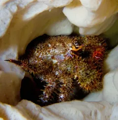 Spiny Lithode Crab thumbnail 2