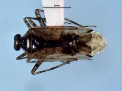 Eustictus salicicola thumbnail 2