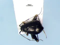 Halticus apterus thumbnail 2