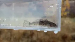 Slender Sculpin thumbnail 1