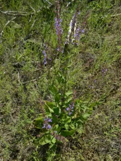 Meadow Sage thumbnail 1