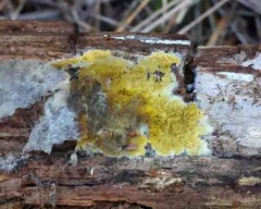 Penttilamyces olivascens thumbnail 3
