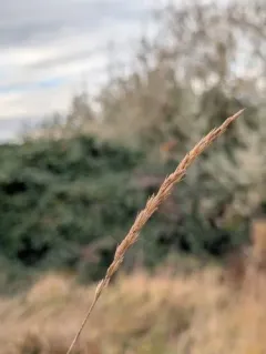 Creeping wild rye thumbnail 1