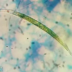 Lepocinclis acus thumbnail 2