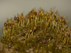 Green-tufted Stubble Moss thumbnail 3