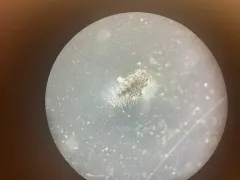 Morulodes serratus thumbnail 4