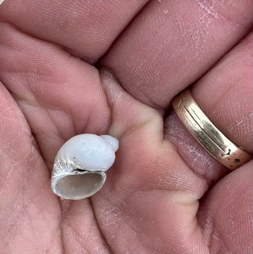 Iceland Necklace-shell