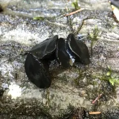 Poor Man's Licorice thumbnail 2