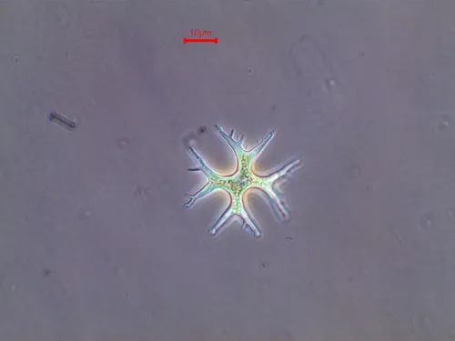 Isthmochloron lobulatum