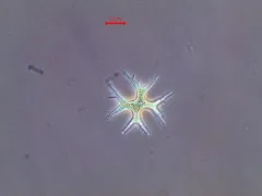 Isthmochloron lobulatum thumbnail 1