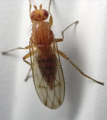 Scoliocentra flavotestacea