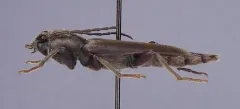 Tetropium schwarzianum thumbnail 2
