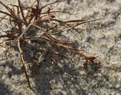 Gray's Flatsedge thumbnail 4