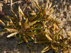 fern flatsedge thumbnail 2