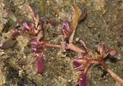 Annual Sea-purslane thumbnail 3