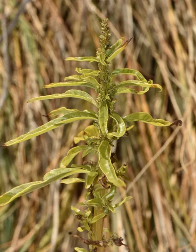Tidalmarsh Amaranth
