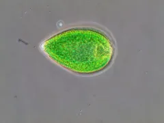 Gonyostomum semen thumbnail 2