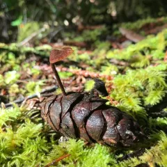 Earpick Fungus thumbnail 2