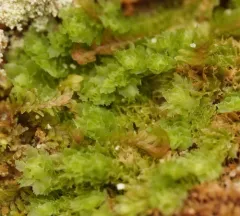 Jagged Notchwort thumbnail 3