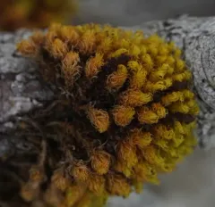 Frizzled Pincushion thumbnail 3