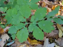 Erysiphe macleayae thumbnail 2