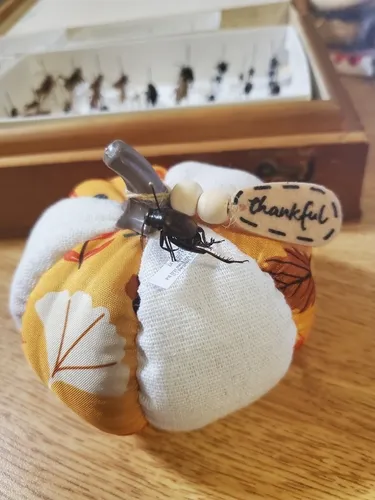 European Field Cricket