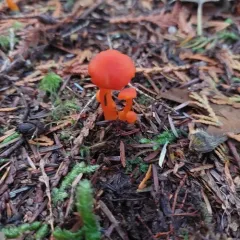 Hygrocybe constans thumbnail 2