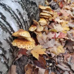Pholiota limonella thumbnail 1