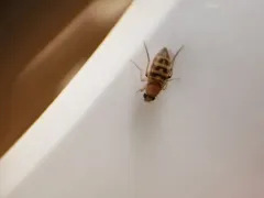 Scaled Hump-backed Fly thumbnail 4