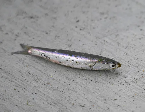 Northern Anchovy